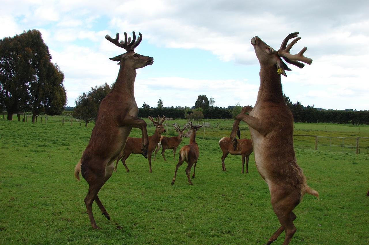 Mcivor Lodge Invercargill Luaran gambar